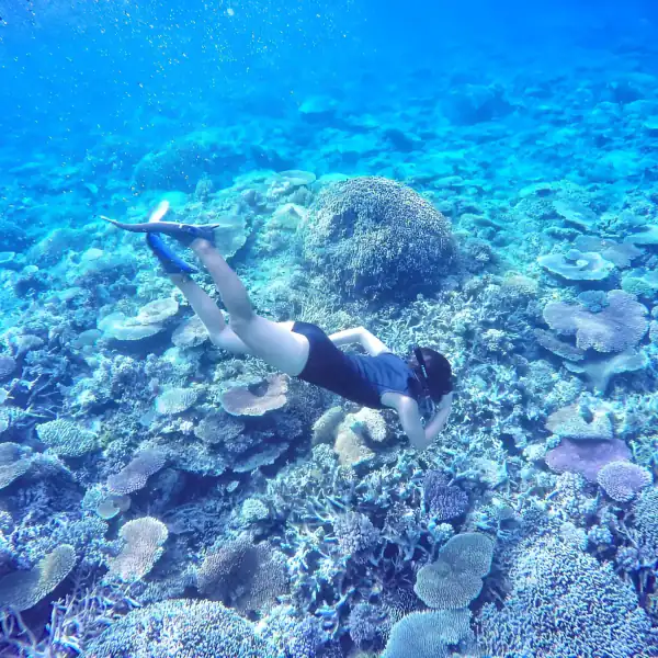 Snorkeling & diving
