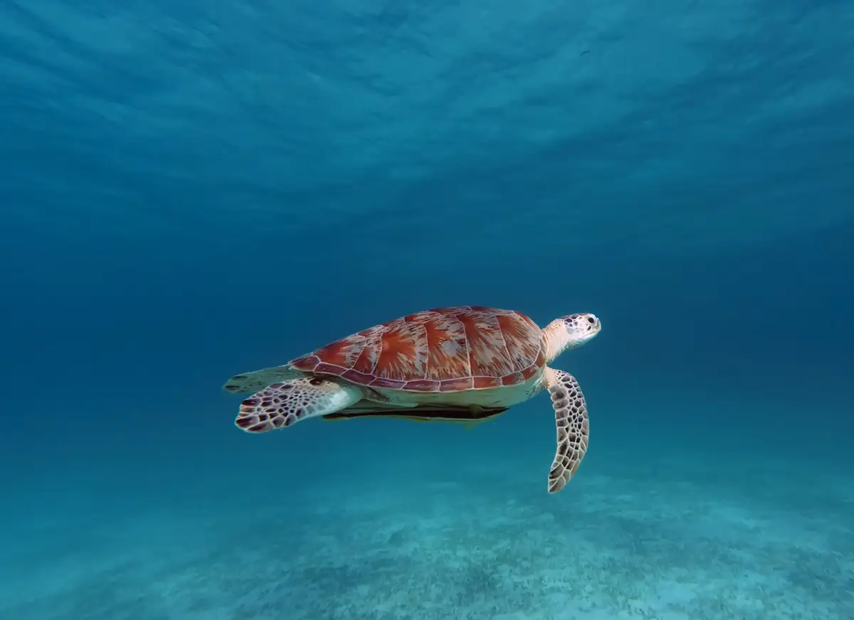 Green sea turtle gliding over coral reef