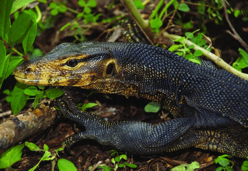 Togean Water Monitor