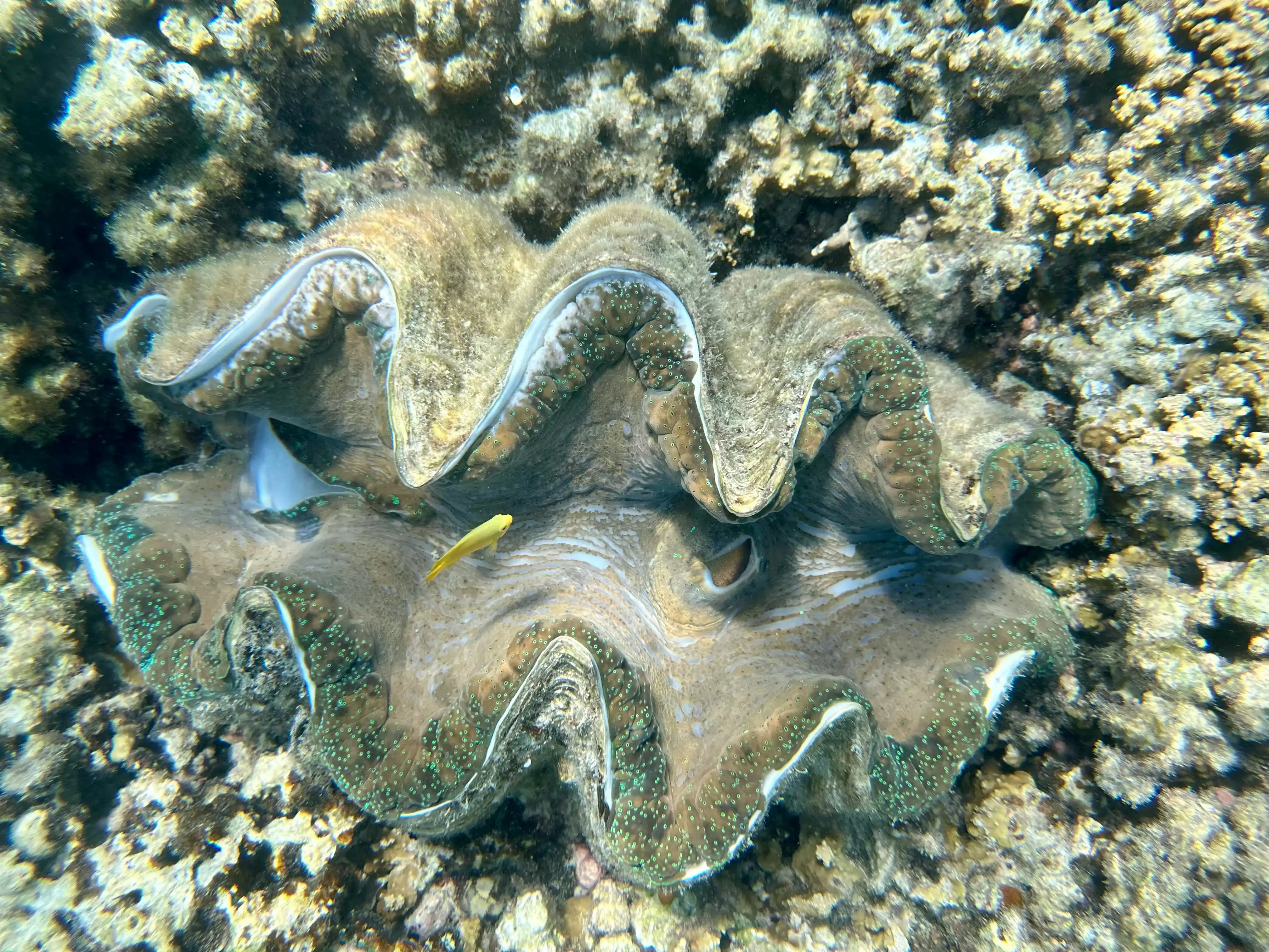 Giant Clam gallery 1