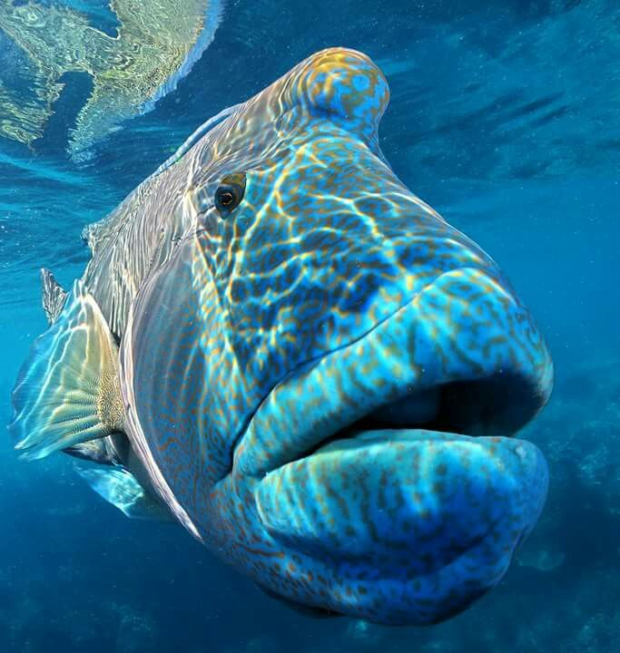 Napoleon Wrasse gallery 2