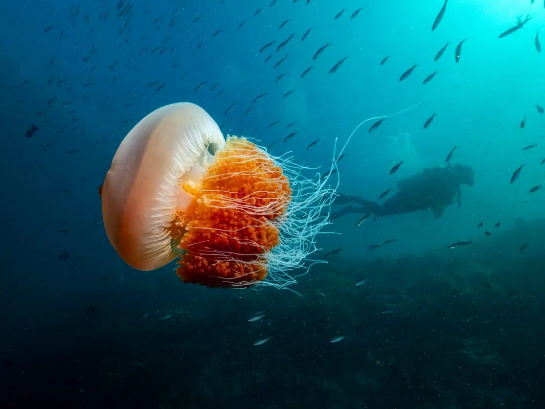 Stingless Jellyfish gallery 1
