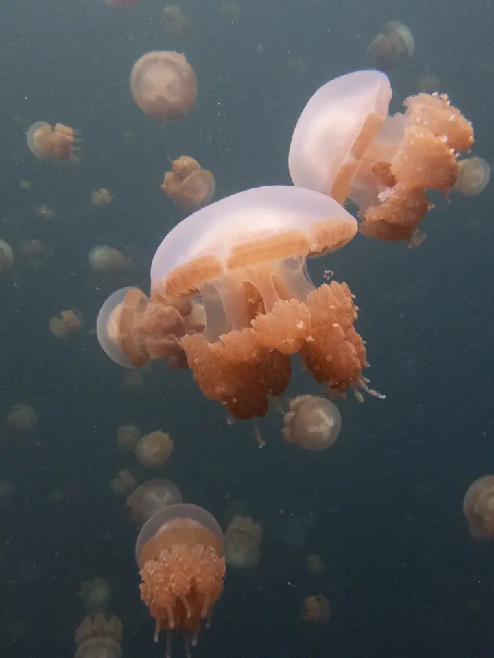 Stingless Jellyfish gallery 2
